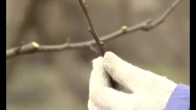 Сад и Огород Весенняя обрезка деревьев смотреть онлайн
