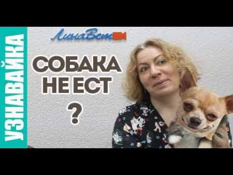 Почему собака не ест? Собака не ходит в туалет, что делать? смотреть онлайн