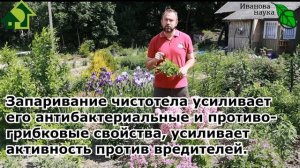 Используйте ЧИСТОТЕЛ от вредителей и болезней, как ценное удобрение и помощника в саду и огороде!
