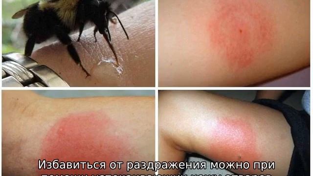 Мир Морских Зверей