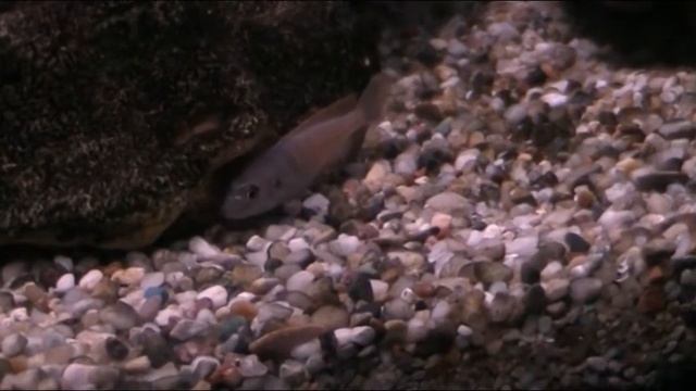 Малави, Гришаки это или кто? смотреть онлайн