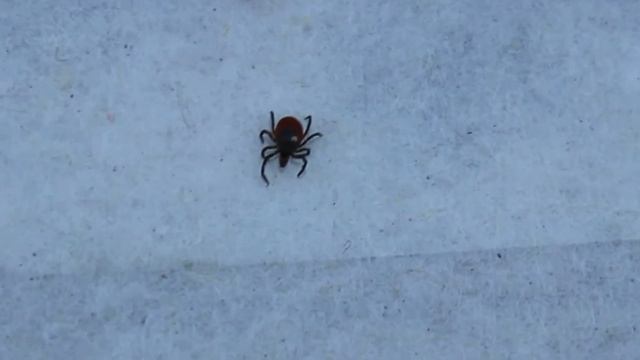 Таёжный клещ смотреть онлайн