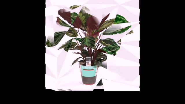 10 Best Indoor Plants to Add to this Season смотреть онлайн