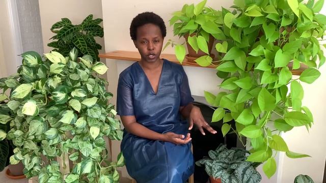 Let's Chat Pothos Plants (Epipremnum Aureum And Scindapsus Pictus) - Neon, Manjula, Exotica.