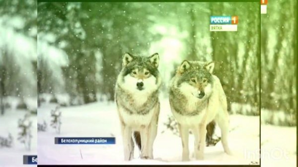 музыка дав дав дав дома ушел Волка