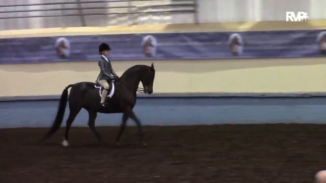 MEADOWAYNE GROOVY GIRL: Morgan Mare For Sale смотреть онлайн