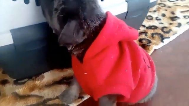 Наше 1 видео.Щенки Тибетского Мастифа.Нам 1 месяц смотреть онлайн