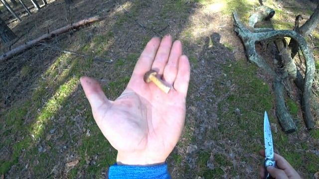 Грибы на каждом шагу!БЕЛЫЕ,ПОЛЬСКИЕ,ЗЕЛЕНКИ! Октябрь 2022, ?? !Часть №1 смотреть онлайн