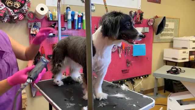 Shaving a border collie mix after ACL surgery смотреть онлайн