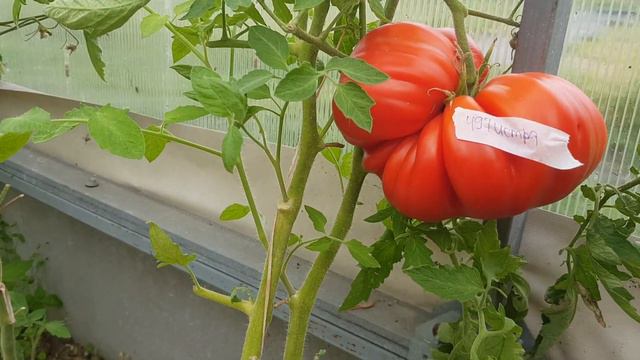 Сорт томата Истра 26,08,2023 смотреть онлайн