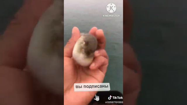Рыба надулась прикол смотреть онлайн