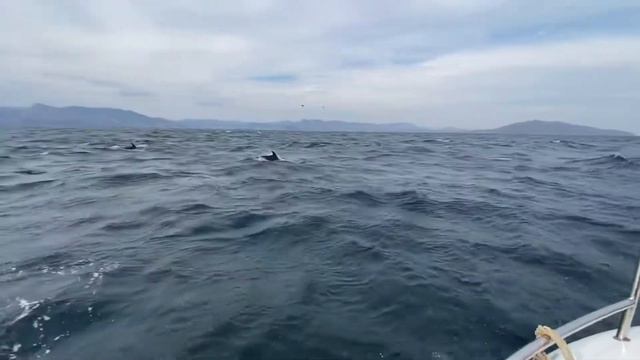 Дельфины Новый свет 13.08.2021 смотреть онлайн