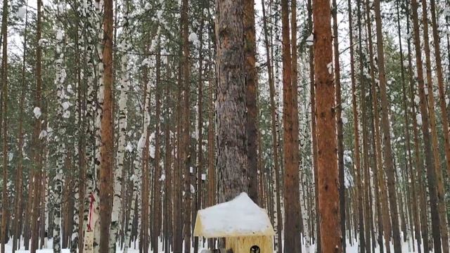 Синичка в зимнем лесу смотреть онлайн