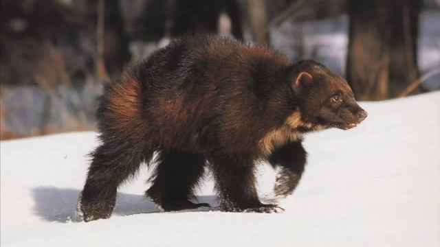 THE WOLVERINE(ANIMAL)TRIBUTE