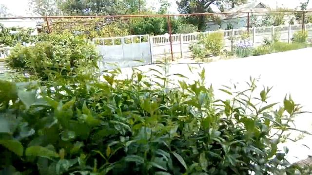 Обрезка сирени смотреть онлайн