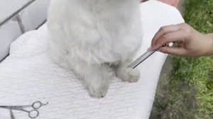 Тримминг  ВЕСТ ХАЙЛЕНД УАЙТ Терьера . WEST HIGHLAND WHITE Terrier . Grooming at home , handstrippin