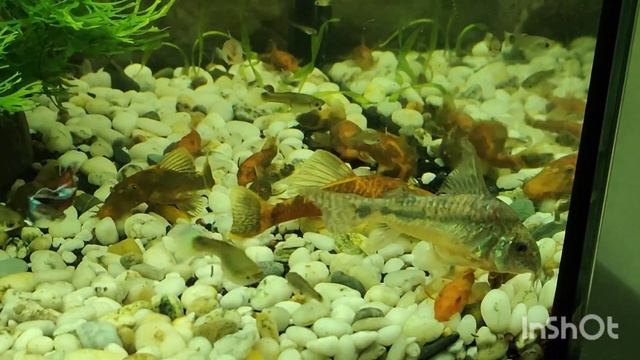 Крапчатые сомики коридорасы в аквариуме с гуппи смотреть онлайн