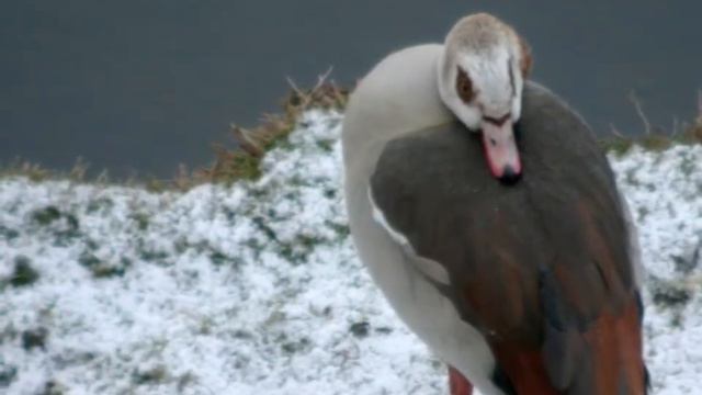 Egyptian Goose - Nijlgans смотреть онлайн