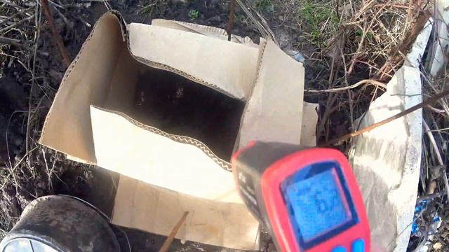 Высадка павловнии войлочной в открытый грунт. смотреть онлайн