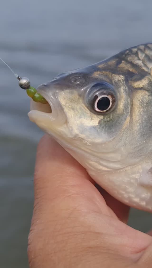 Караси на МОРМО 😉 смотреть онлайн