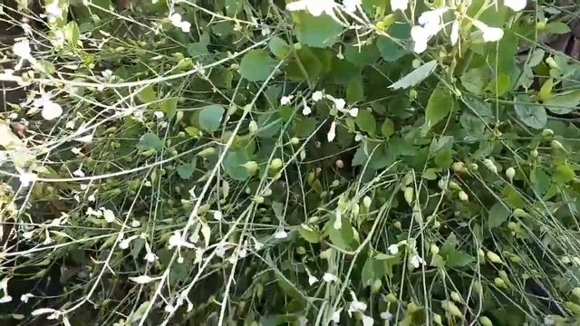 Вы видели как цветёт редис, посаженный на семена? смотреть онлайн