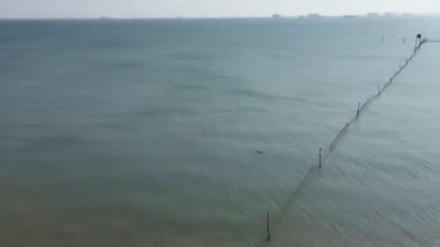 Купание дельфинов в Чёрном море смотреть онлайн