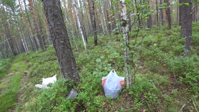 СТОЛЬКО ЯГОДЫ СБОР ЧЕРНИКИ ПЕРВЫЙ ОПЫТ смотреть онлайн