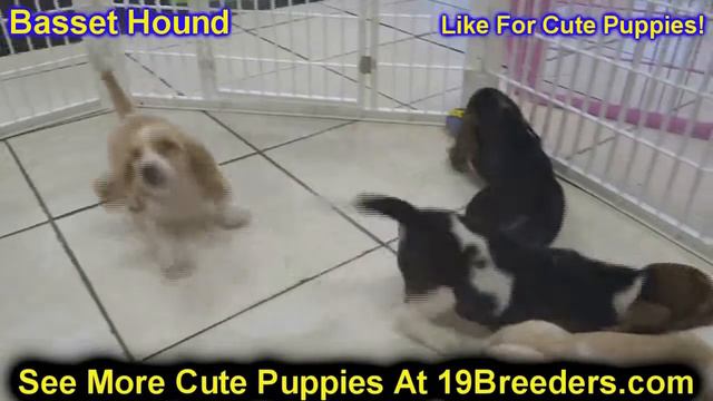 Basset Hound, Puppies For Sale, In, Bellevue, Washington, WA, Yakima, Kitsap, Thurston, Clark, Spok смотреть онлайн