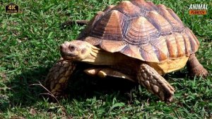 Черепаха? интересные факты о которых вы могли не знать #animals #4k #дикая_природа#черепахa