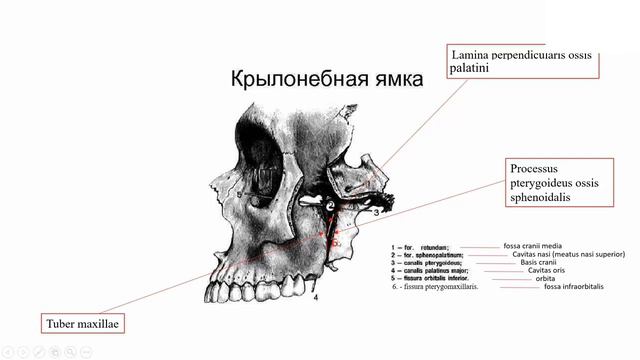 Крылонёбная ямка. Топография крылонёбной ямки. Fossa pterygopalatina. смотреть онлайн