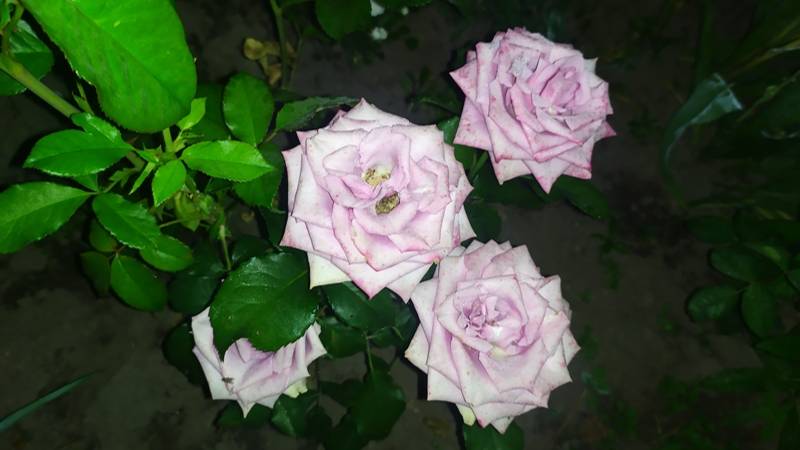 Обзор моих цветущих роз. смотреть онлайн