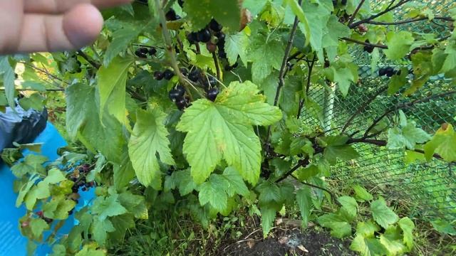 Подсели на капустный салат/Завтрак в одиночку/Компостная яма своими руками/Моя косметичка/На даче смотреть онлайн