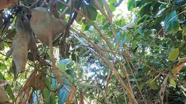 Hunt for the balata fruit & fishing adventure. смотреть онлайн