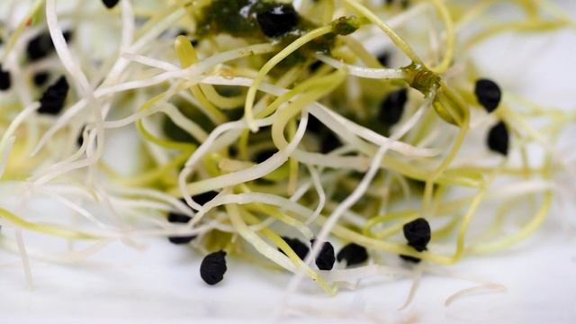 ЗАЧЕМ ОПЫТНЫЕ САДОВОДЫ ЗАВОРАЧИВАЮТ СЕМЕНА В ФОЛЬГУ смотреть онлайн