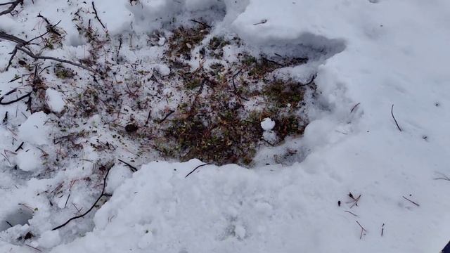 Тест-драйв самодельного камуса на охотничьих лыжах. Тропление косуль. смотреть онлайн