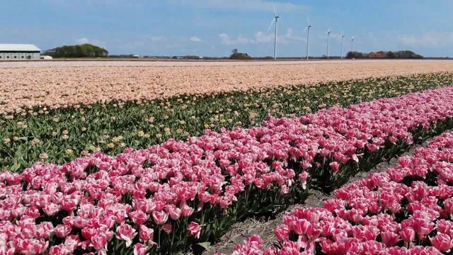 Tulpen Foxy Foxtrot En Foxtrot