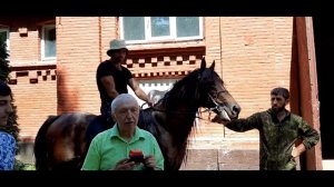 Регистратор движения лошади. Инновационные разработки кафедры ВиРС ЮФУ