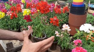 ЛЬВИНЫЙ ЗЕВ БУДЕТ ПЫШНО ЦВЕСТИ ВСЕ ЛЕТО неприхотливые цветы