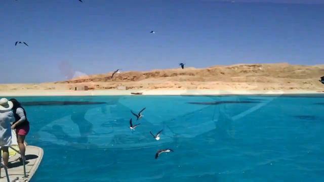 Дайвинг-2 в Красном море смотреть онлайн