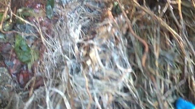 003 Защита растений#удобрение#триходерма как применяю смотреть онлайн