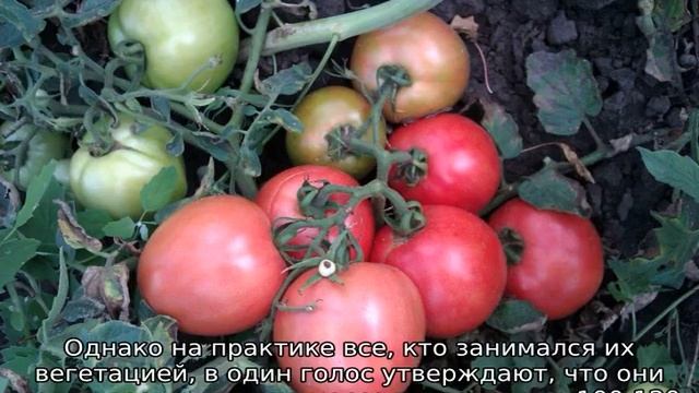 Томат Видимо-невидимо смотреть онлайн