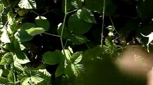 Обзор сорта малины Краса России