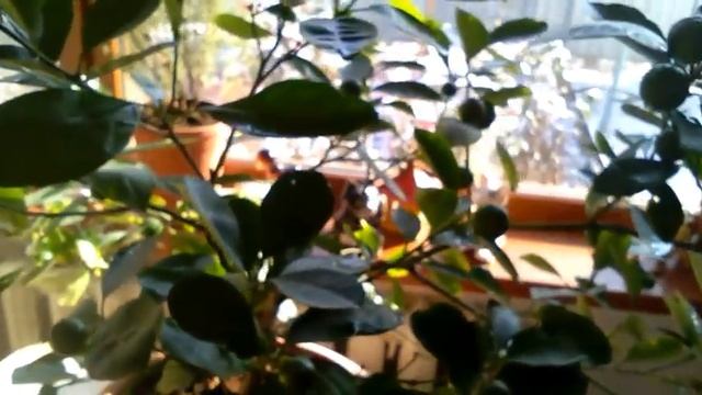 Комнатный мандарин: секреты ухода смотреть онлайн