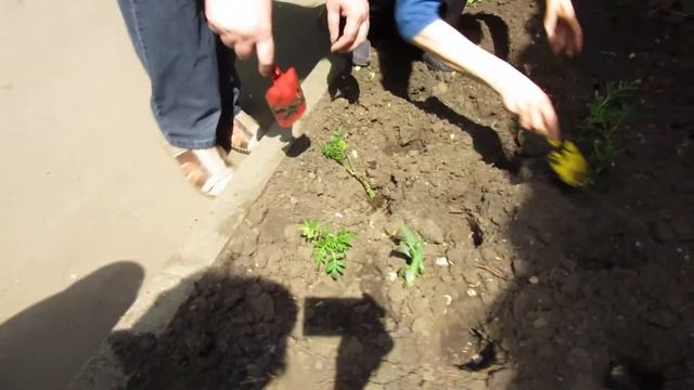 Посади цветок – подари улыбку людям смотреть онлайн