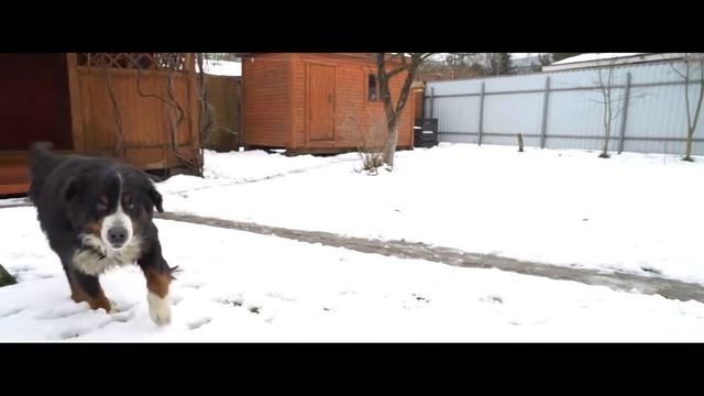 Размер имеет значение, или 2 таблетки Дехинела Плюс против 7 таблеток обычного средства смотреть онлайн