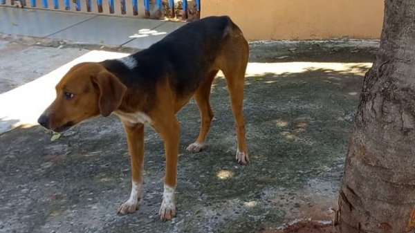 Dogs Barking [DOGS VS DELIVERY DRIVER]  🐶 DOG ATTACK - MOTORCYCLE