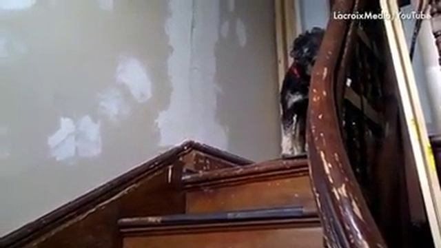 Приколы с собачками! Как собаки ходят по лестнице))) смотреть онлайн