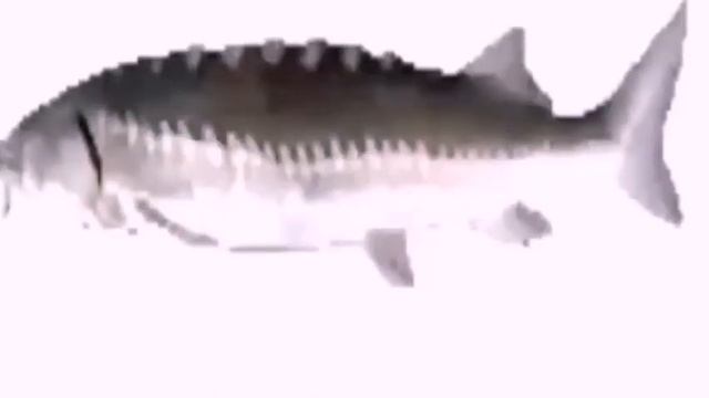 Рыба крутится 1 час под рапапа рапапа смотреть онлайн