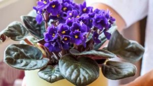 Фиалка не цветет, а растут только листья. Узнаем причины и решаем проблему.