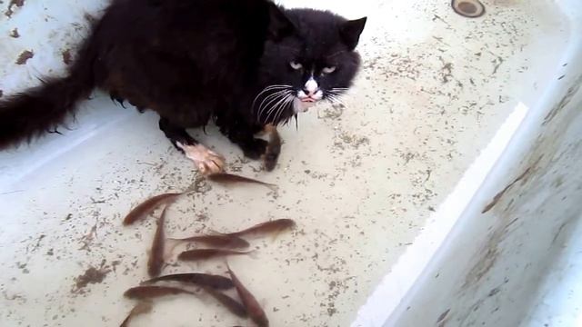 Кот водолаз. Прикол. Cat diver. Funny cat. смотреть онлайн